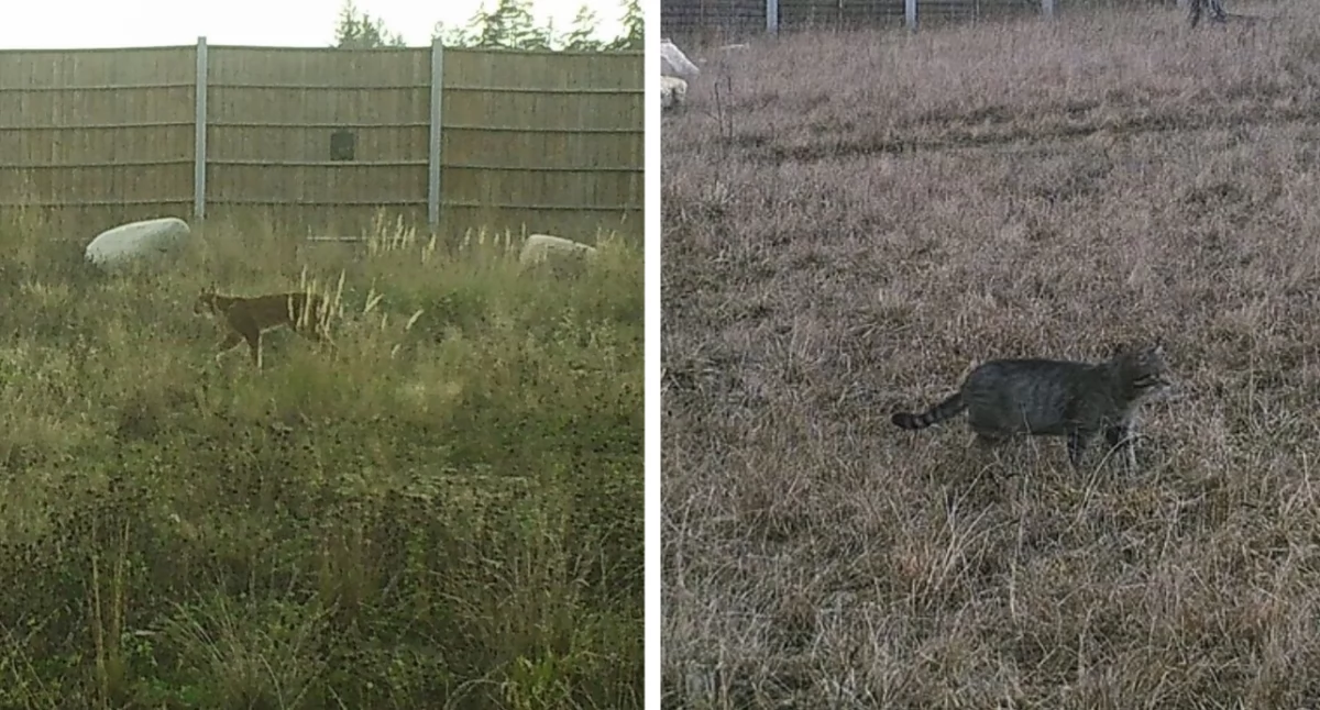 Przyroda, żbik może zwykły tajemnicze stworzenia kamerach GDDKiA - zdjęcie, fotografia
