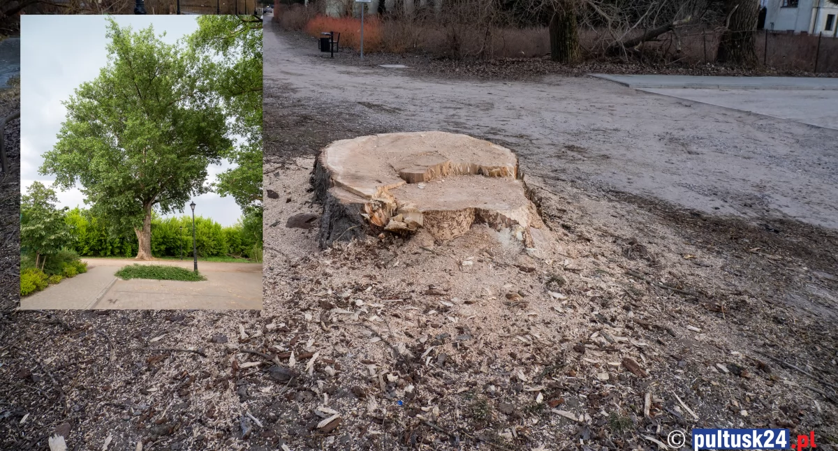 W polityce, Opowieść pułtuskiej topoli kanałku - zdjęcie, fotografia
