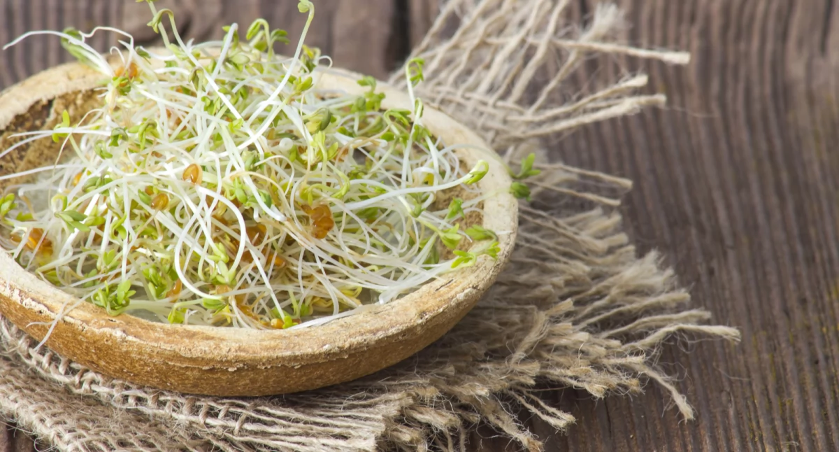Artykuł zewnętrzny, Kiełkownice superfood wyciągnięcie ręki! łatwo uprawiać zdrowe kiełki - zdjęcie, fotografia