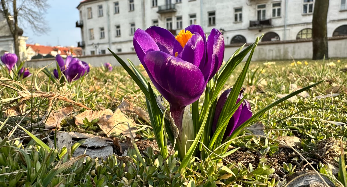 Społeczeństwo, wtedy pojawiły całe kolorowo - zdjęcie, fotografia
