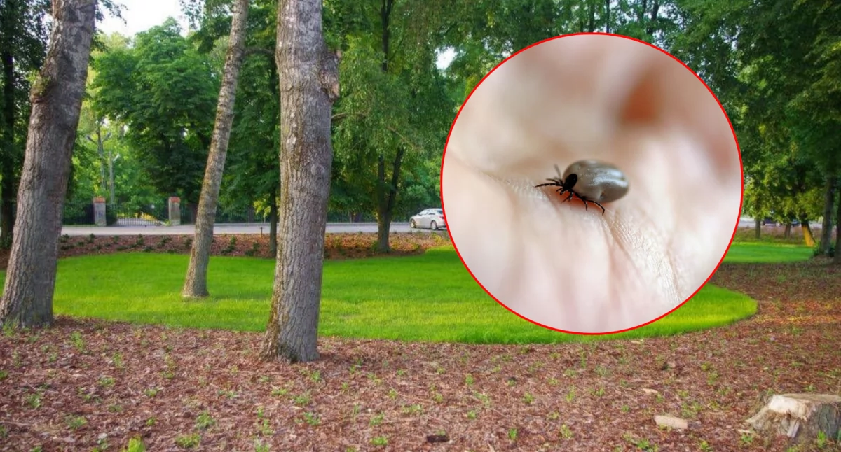 Zdrowie, Kleszcze tylko lasach można zarazić praktycznie wszędzie - zdjęcie, fotografia