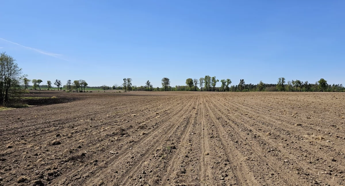 Przyroda, Ochrona cyklu lesie piszczy - zdjęcie, fotografia