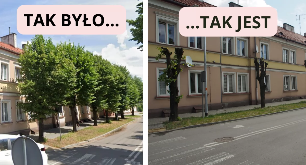 Przyroda, Ładnie odrosły - zdjęcie, fotografia