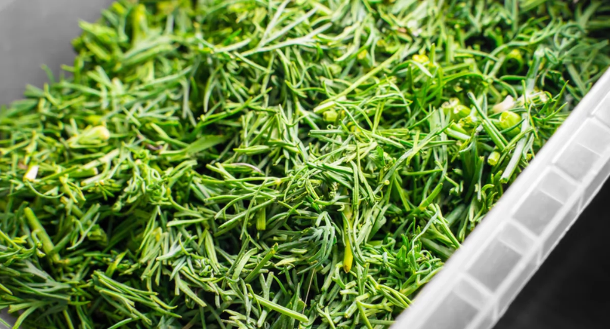 Jak najlepiej zamrozić koperek? Proste sposoby, które oszczędzą czas 