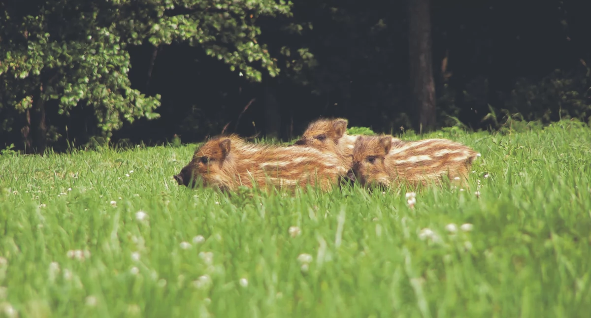 Przyroda, ratuj dotykaj zabieraj! Myśliwi ostrzegają leśny - zdjęcie, fotografia