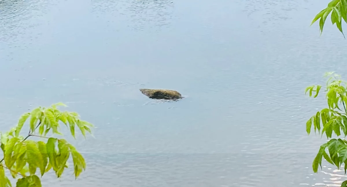 Pogoda, Narew rekordowo niska chwilę… - zdjęcie, fotografia