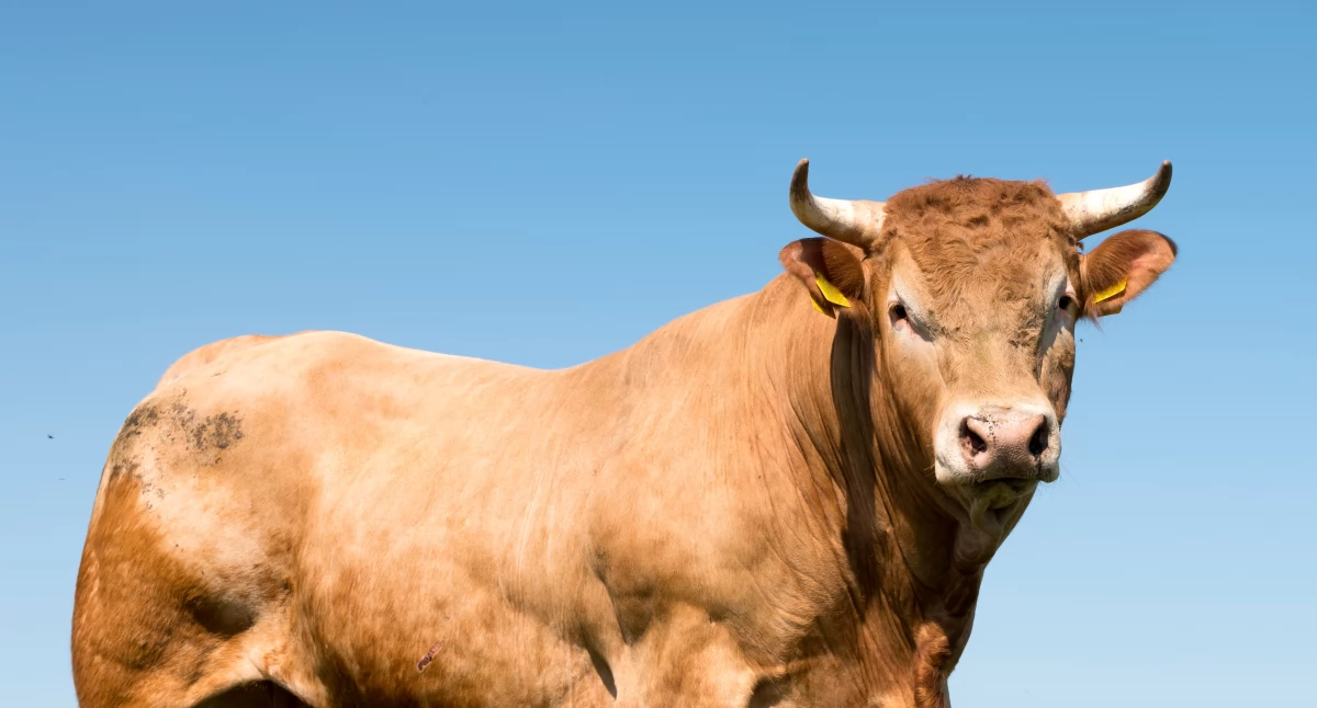 Byk zaatakował kobietę!