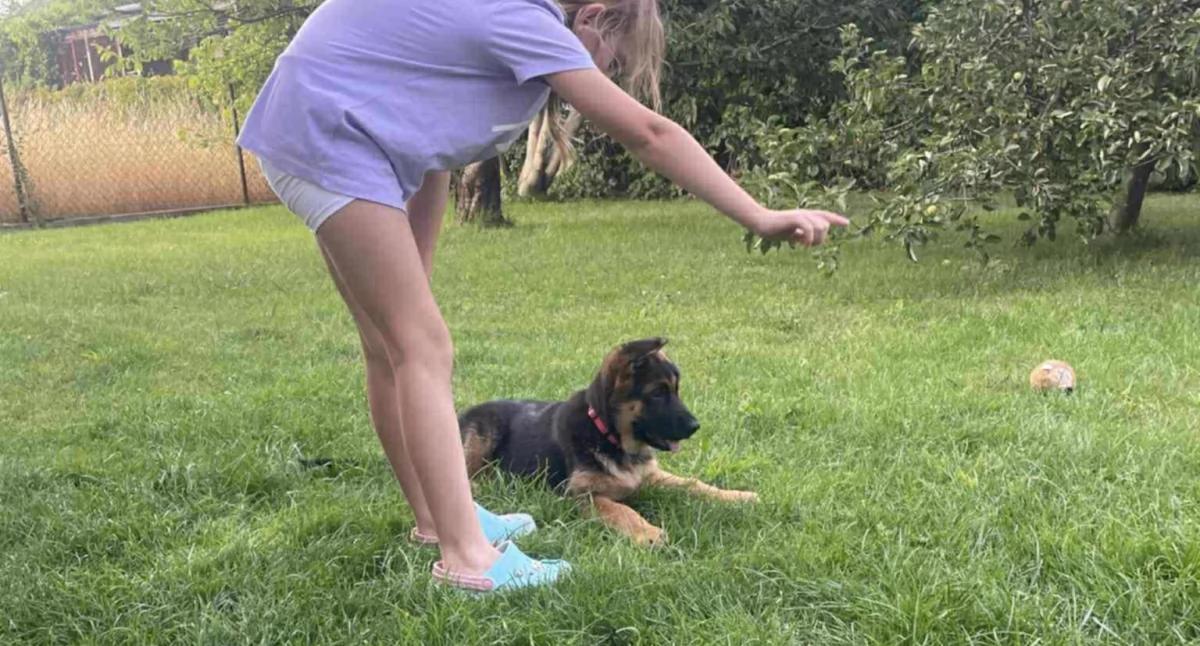 Uwaga, zaginał szczeniaczek! Płacze za nim stęsknione dziecko...