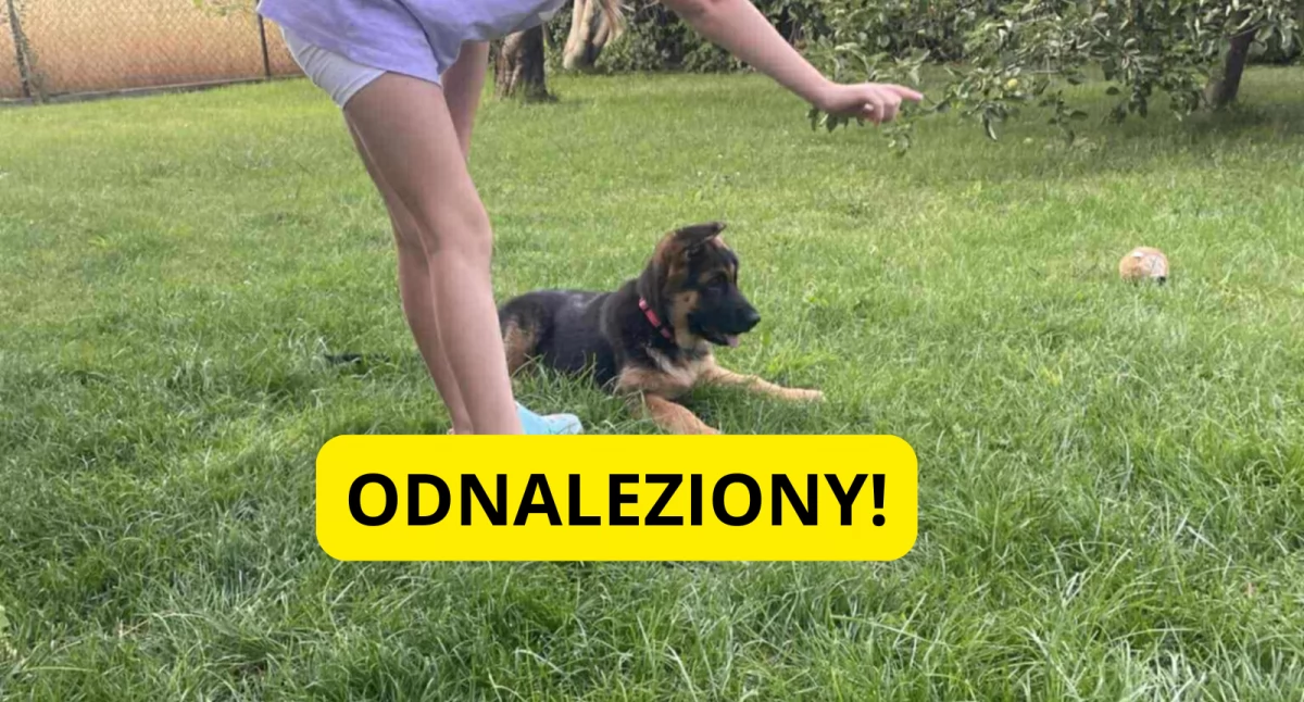 Zwierzaki, Uwaga zaginał szczeniaczek! AKTUALIZACJA piesek został odnaleziony - zdjęcie, fotografia