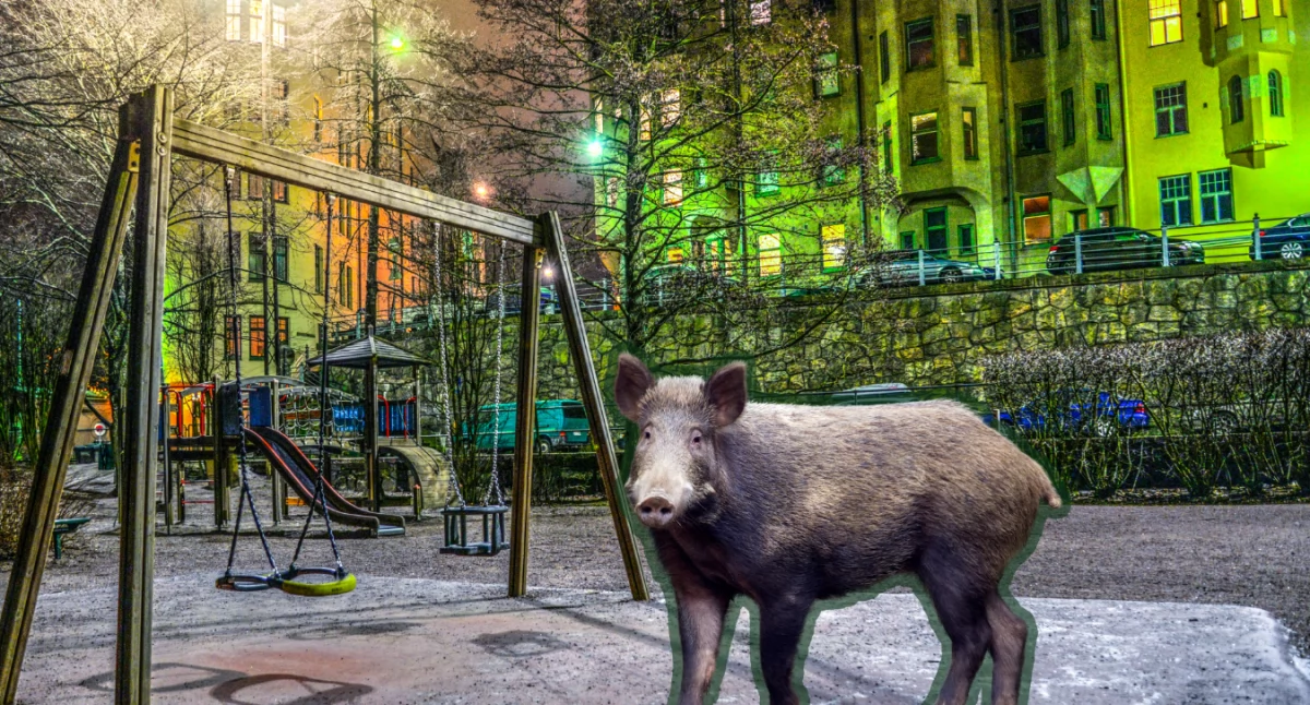 Przyroda, placu zabaw dlaczego miastach coraz częściej pojawiają dzikie zwierzęta - zdjęcie, fotografia