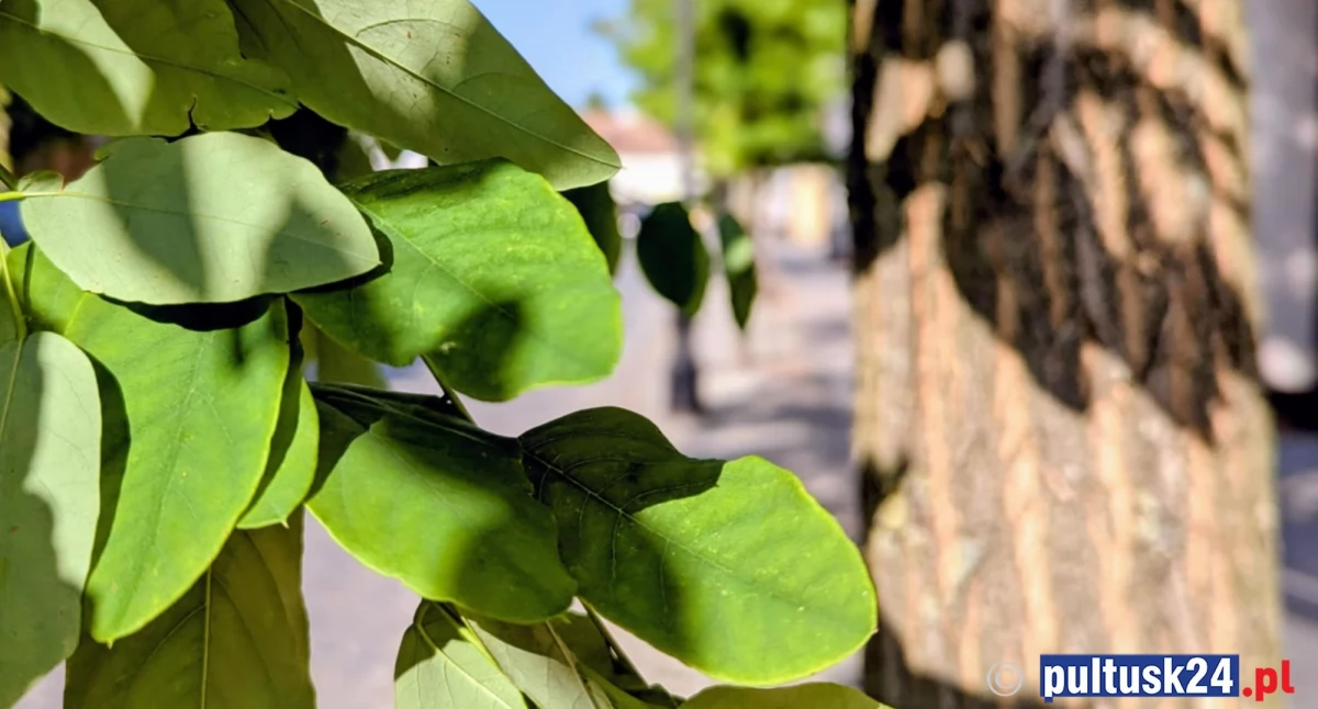 Miasto, nowych drzew Pułtusku pieniądze umowa - zdjęcie, fotografia