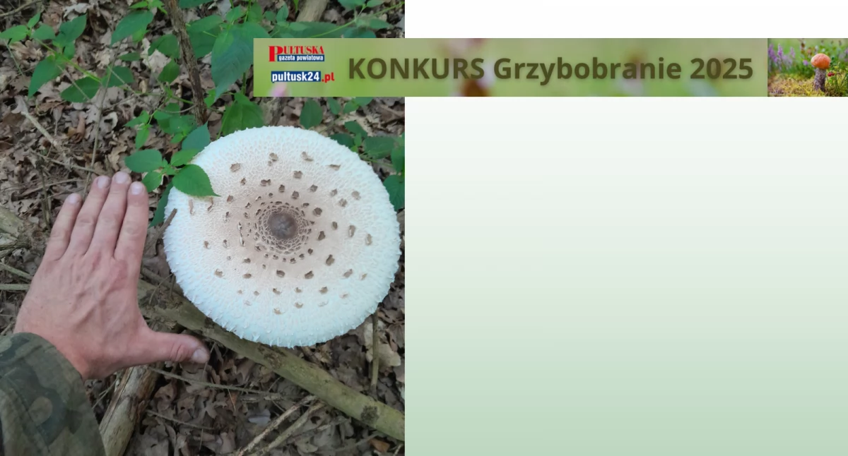 Konkursy , „Grzybobranie Pultusk24” zbiory Michała - zdjęcie, fotografia