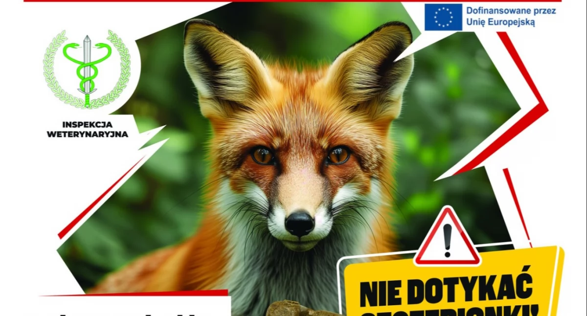 Przyroda, Wkrótce jesienne szczepienie lisów Mazowszu zwracać podczas spaceru lesie - zdjęcie, fotografia