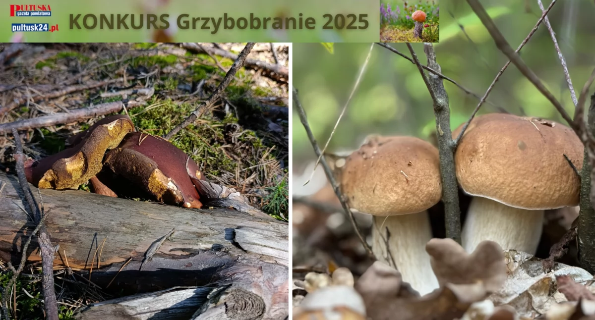Konkursy , Grzybobranie Pultusk24 zbiory Gabrieli Alicji - zdjęcie, fotografia