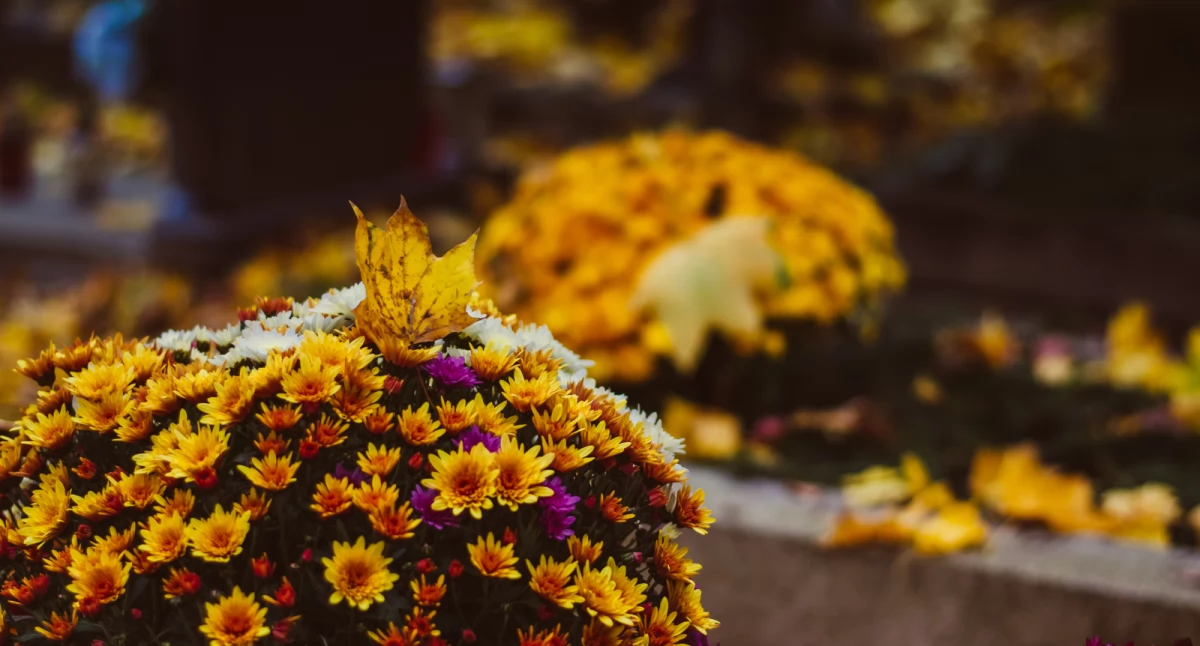 Złodzieje już czają się na cmentarzach. O czym musisz pamiętać przed Dniem Wszystkich Świętych?