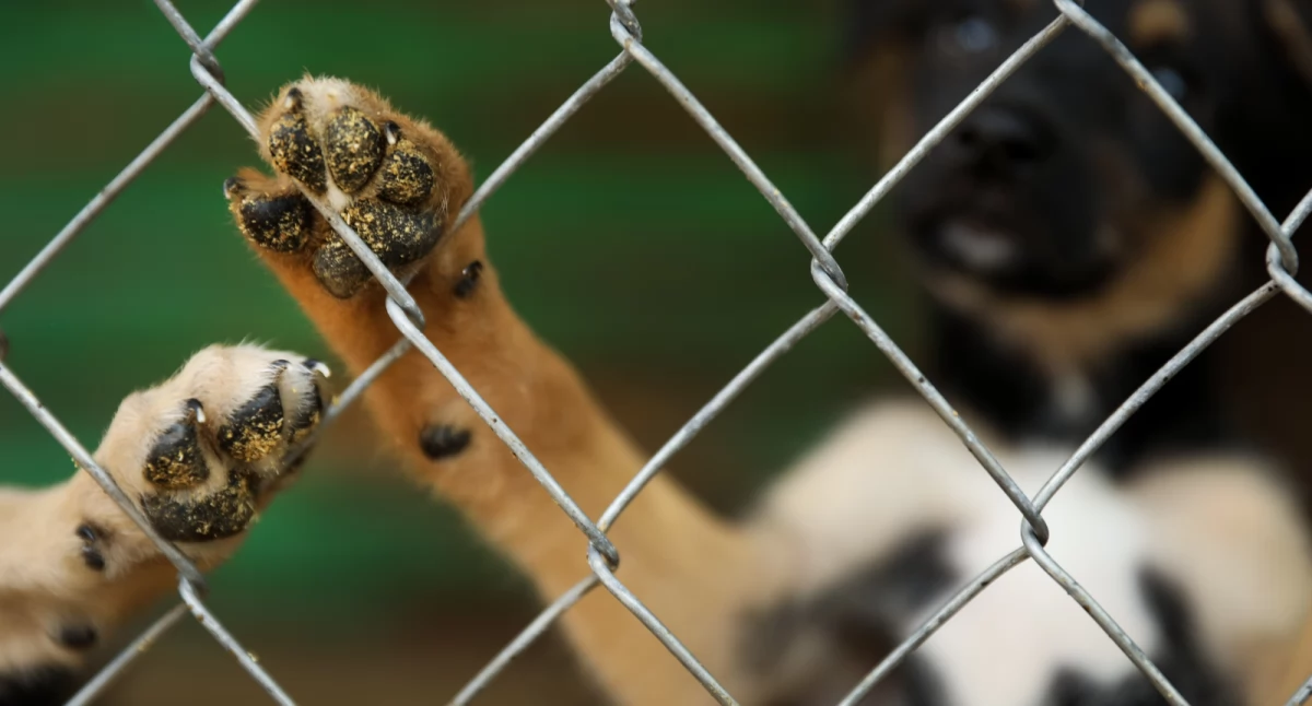 Jak wygląda sytuacja bezdomnych zwierząt w gminie Pułtusk? - pytania do Społecznej Komisji ds. Ochrony Zwierząt