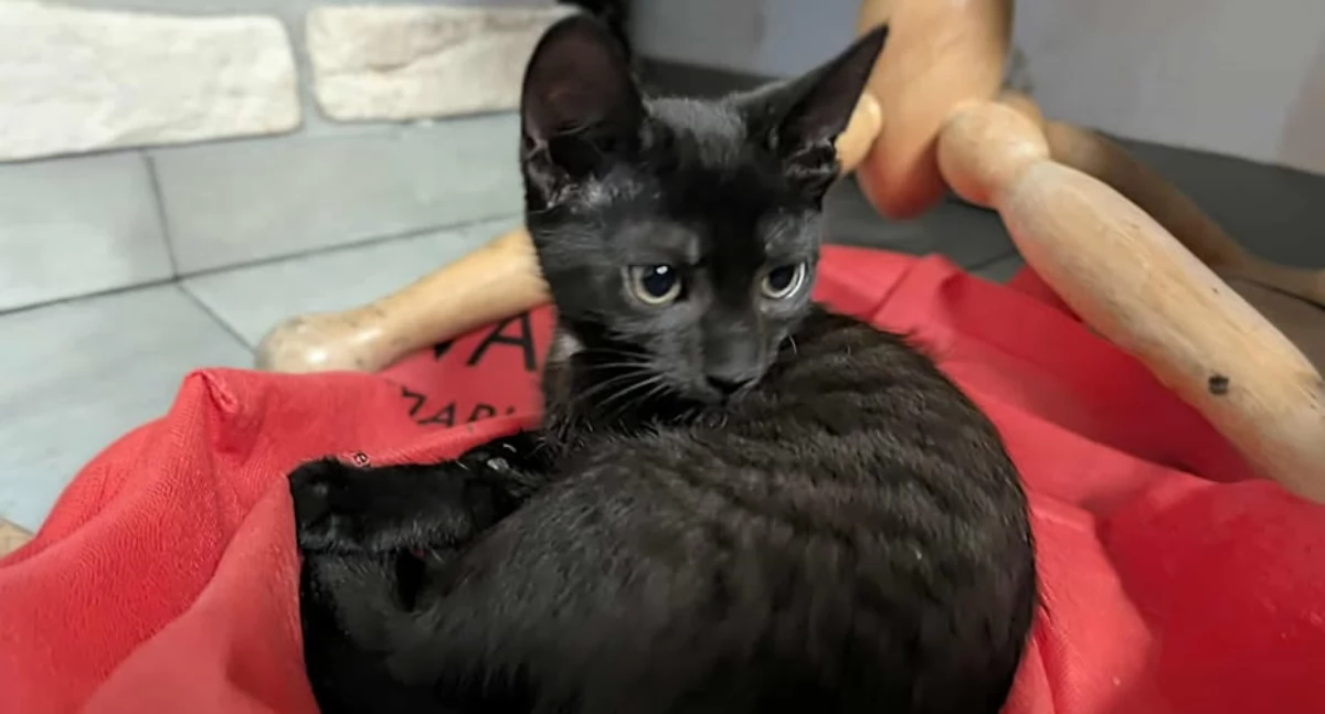 Dlaczego czarny kot jest czarny...