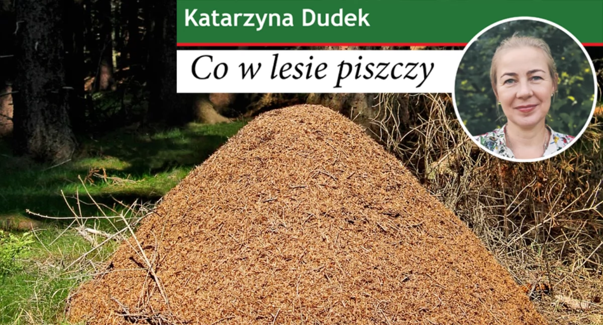 Przyroda, lesie piszczy jesienią zimą mrowisku - zdjęcie, fotografia