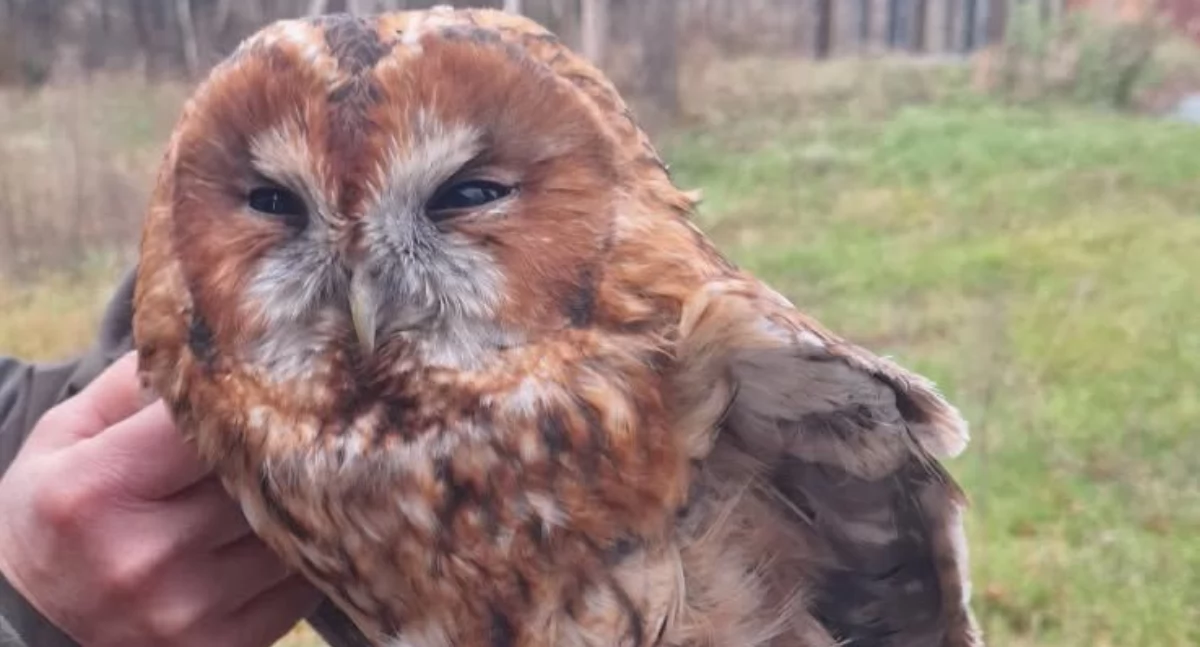 Pułtuscy leśnicy uratowali sowę! To była nietypowa akcja.
