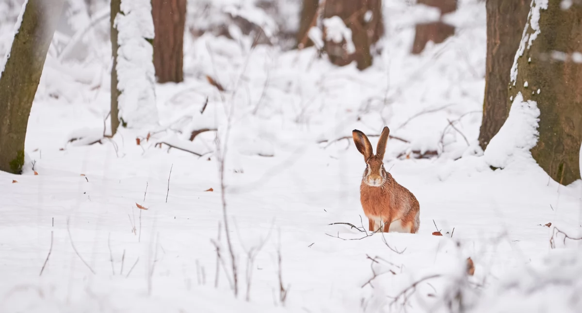 Co w lesie piszczy? – Przyroda nigdy naprawdę nie zasypia