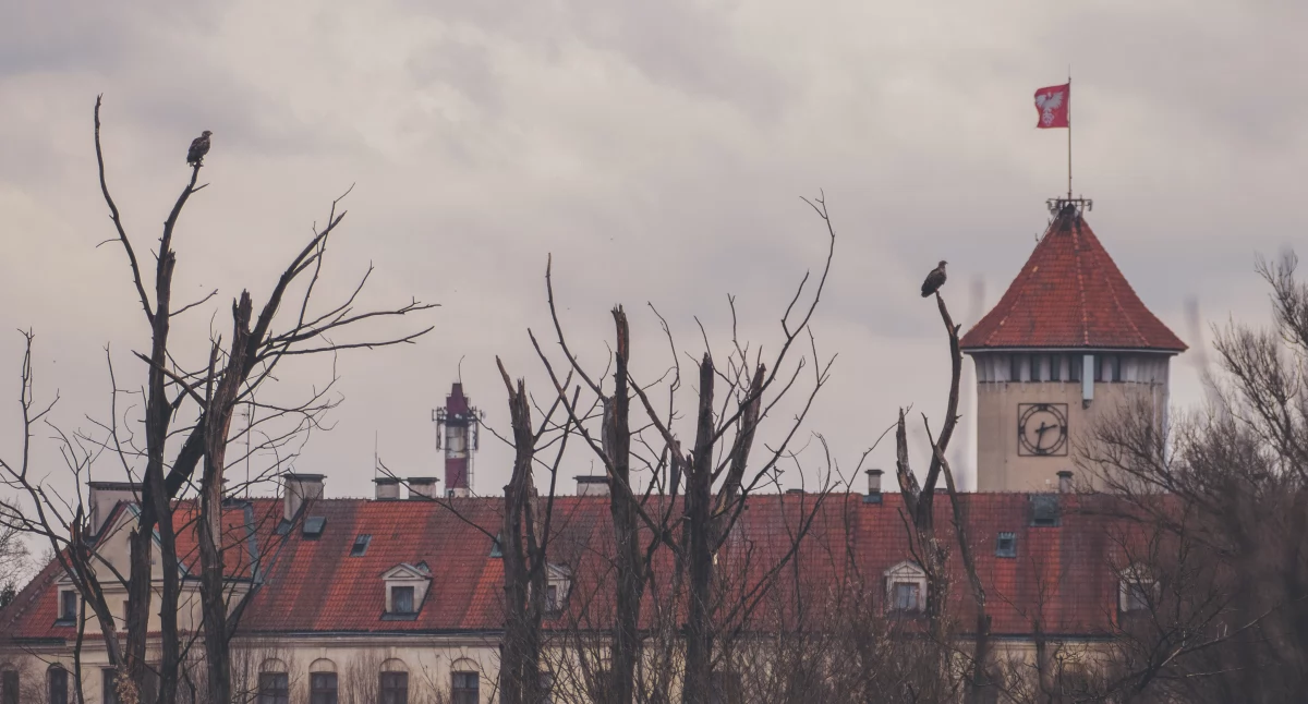 Felieton, Dziś wyjątkowo zamiast wróbelków orły bieliki - zdjęcie, fotografia