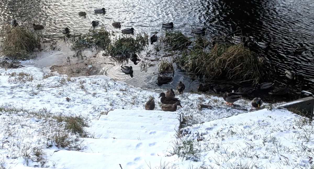 Pogoda, Siarczysty mróz śnieżyce przełomie prognoza pogody Sylwestra najbliższe - zdjęcie, fotografia