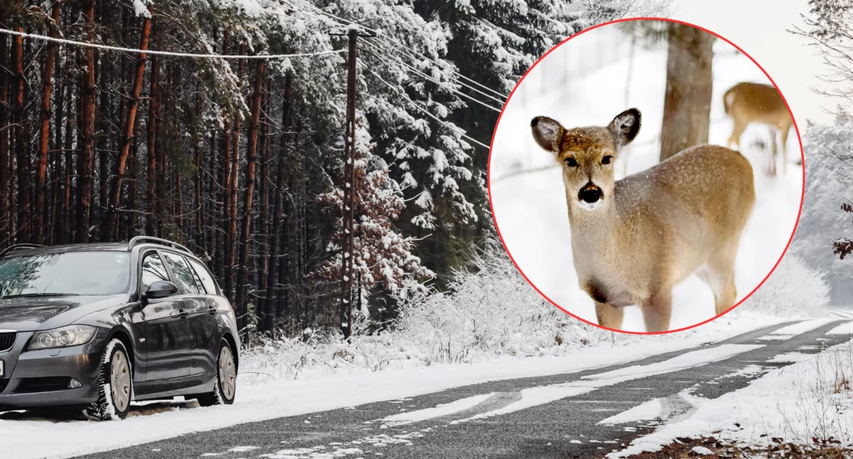 Policja, drogach Leśni mieszkańcy szukają jedzenia kierowcy muszą zdjąć nogę - zdjęcie, fotografia
