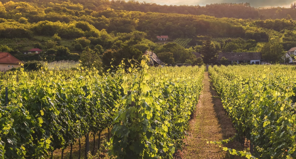 Fot. poglądowe, Canva