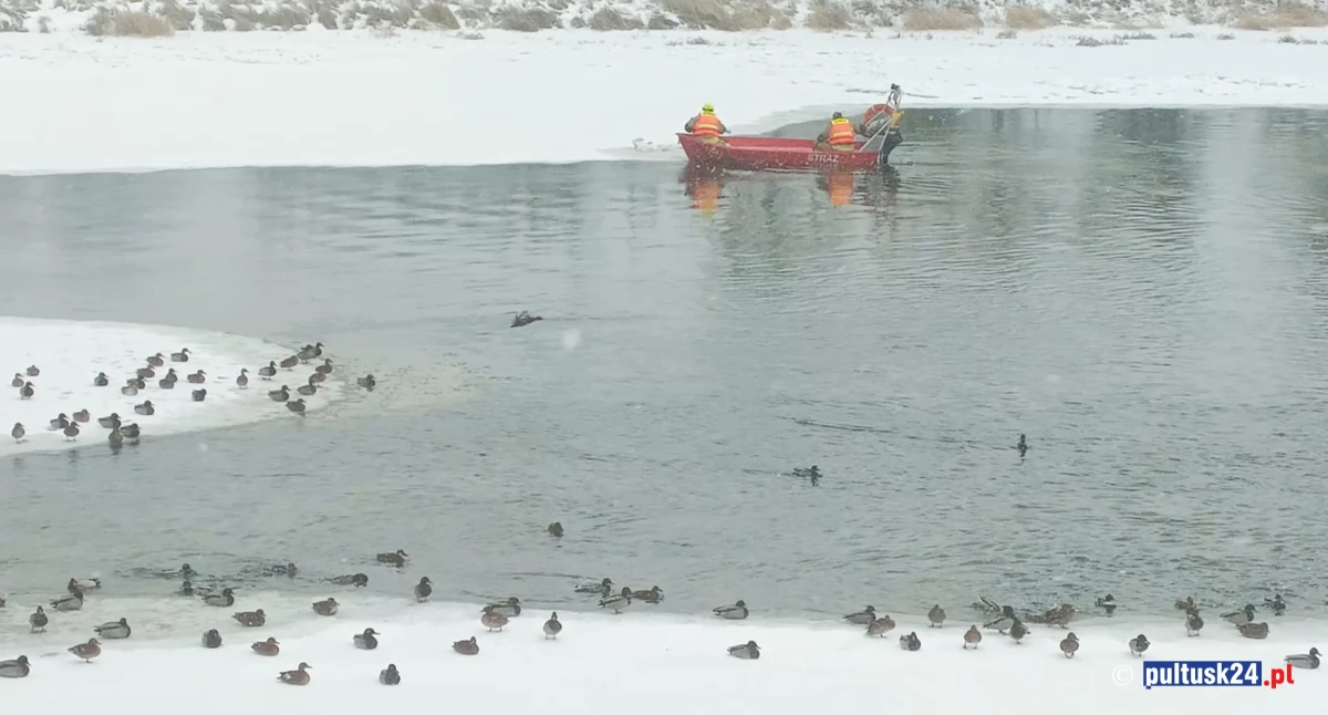 Przyroda, strażacy Grabówiec łabędzia uratowali - zdjęcie, fotografia