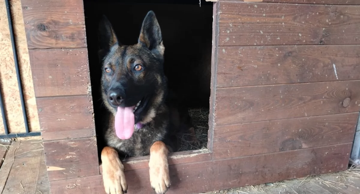 Policja, Pułtuska policja sprawdza zwierzęta znoszą zimę - zdjęcie, fotografia