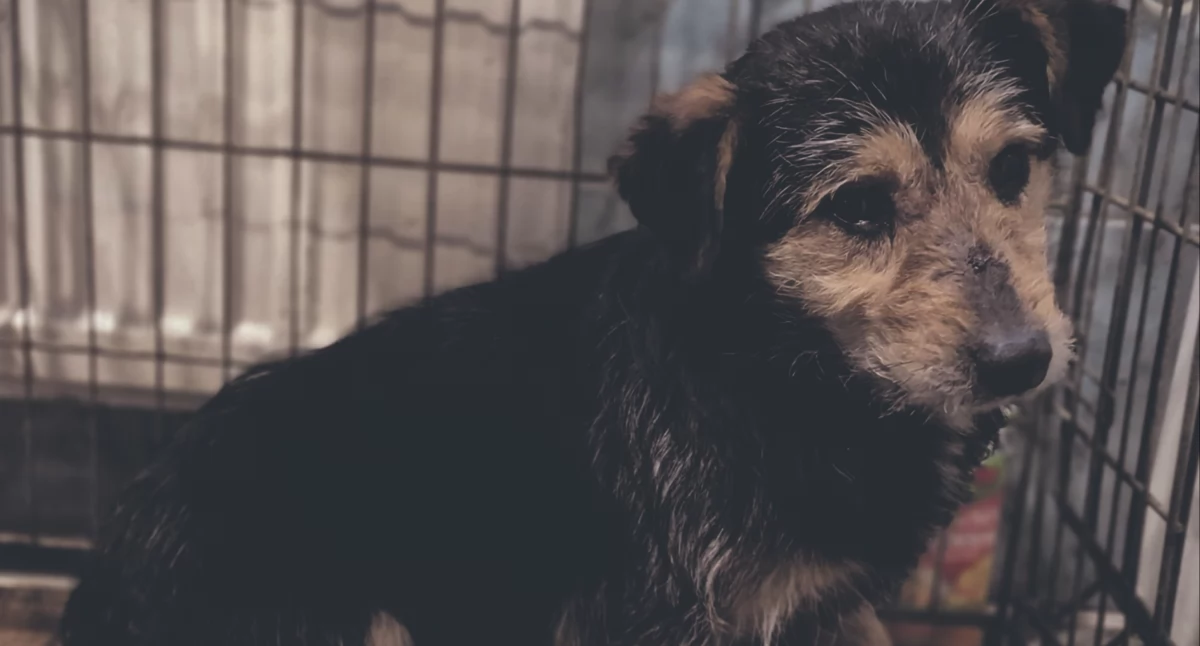 Jeden z piesków przebywających w tymczasowej przechowalni dla zwierząt w Pułtusku