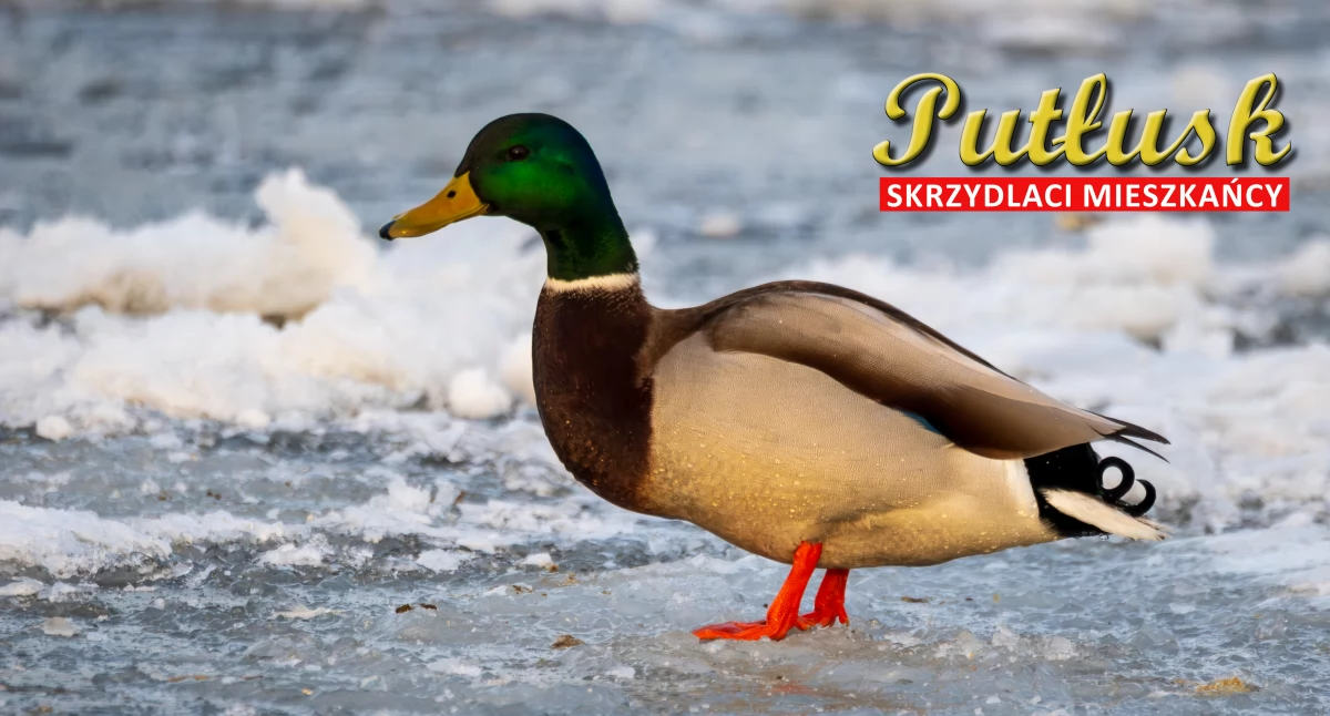 Przyroda, Ptasi challenge skrzydlaci mieszkańcy Pułtusk okolic kaczka krzyżówka - zdjęcie, fotografia