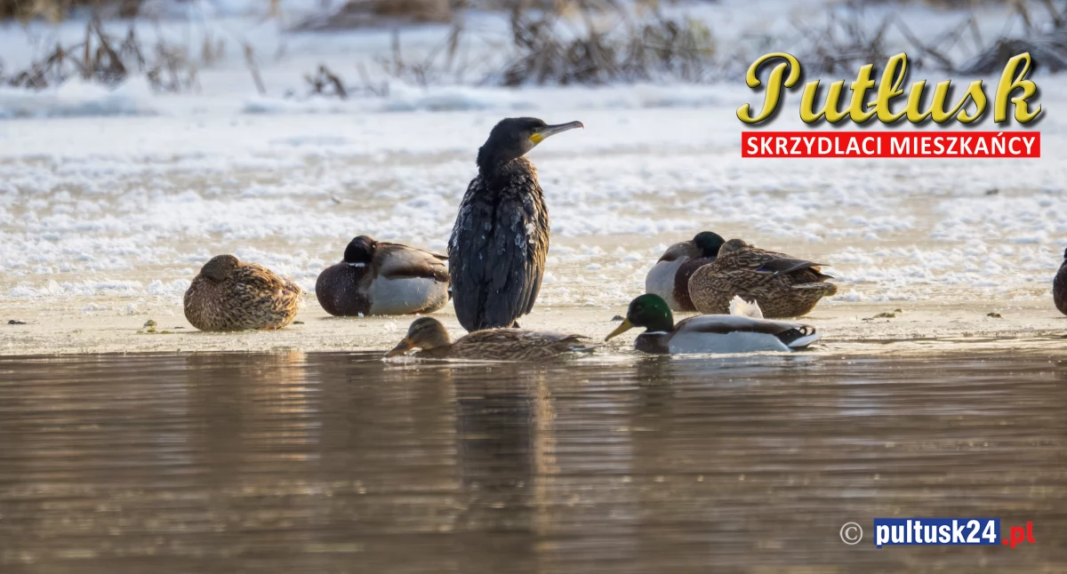 Przyroda, Ptasi challenge skrzydlaci mieszkańcy Pułtusk okolic kormoran - zdjęcie, fotografia