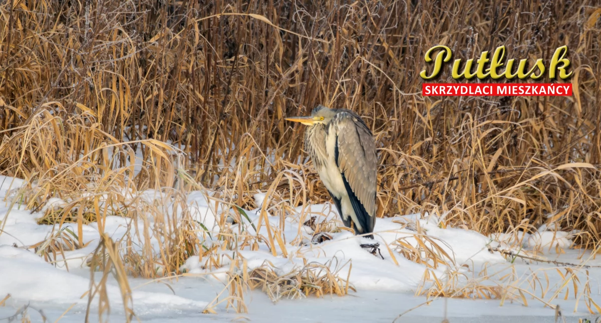 Przyroda, Ptasi challenge skrzydlaci mieszkańcy Pułtusk okolic czapla - zdjęcie, fotografia