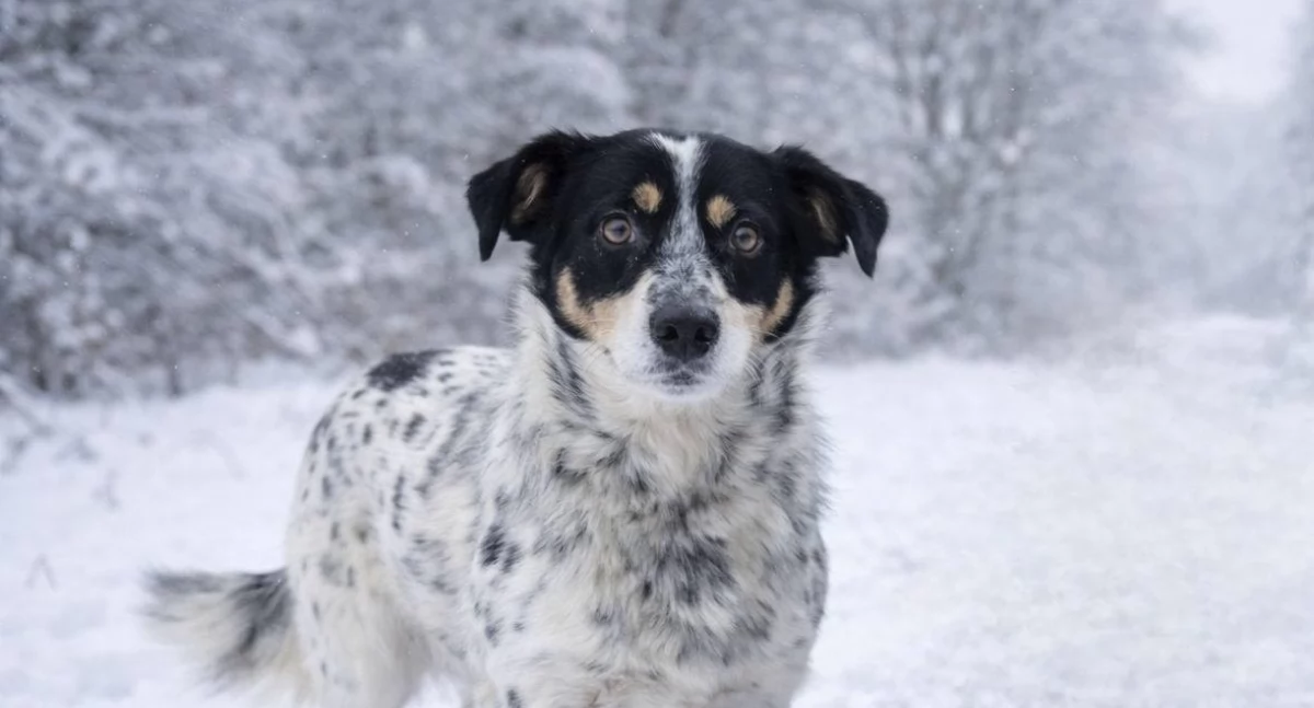 fot. PsiaMać Wolontariat Pułtusk