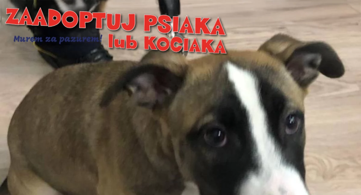 Zwierzaki, MUREM PAZUREM! Zaadoptuj psiaka kociaka! - zdjęcie, fotografia