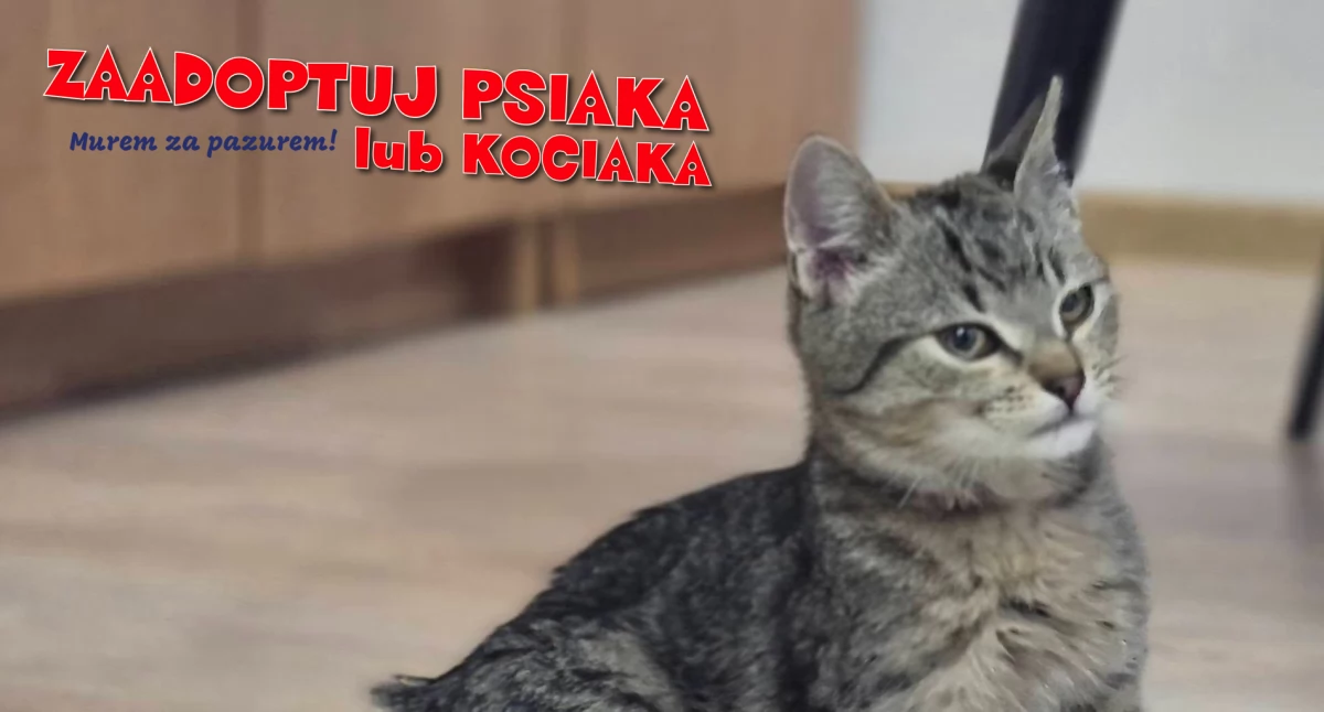 Zwierzaki, MUREM PAZUREM! Zaadoptuj psiaka kociaka! - zdjęcie, fotografia