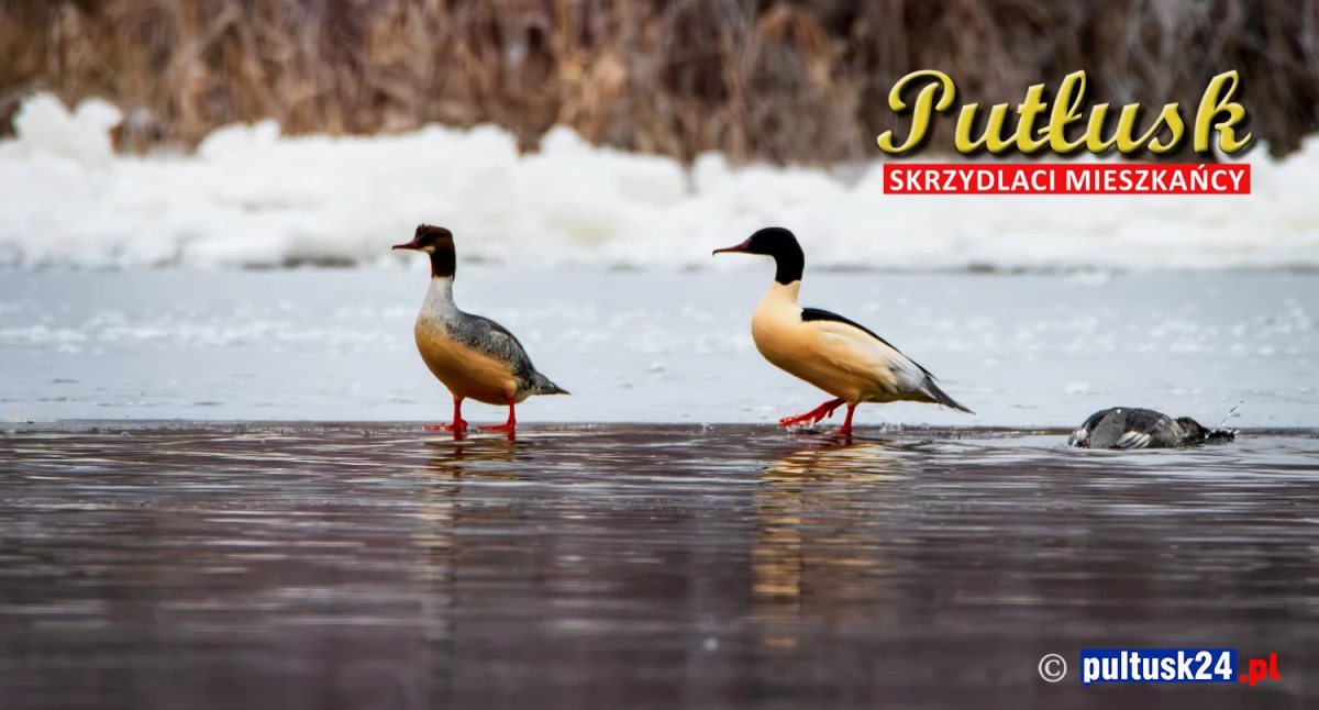 Przyroda, Ptasi challenge skrzydlaci mieszkańcy Pułtusk okolic tracz nurogęś - zdjęcie, fotografia