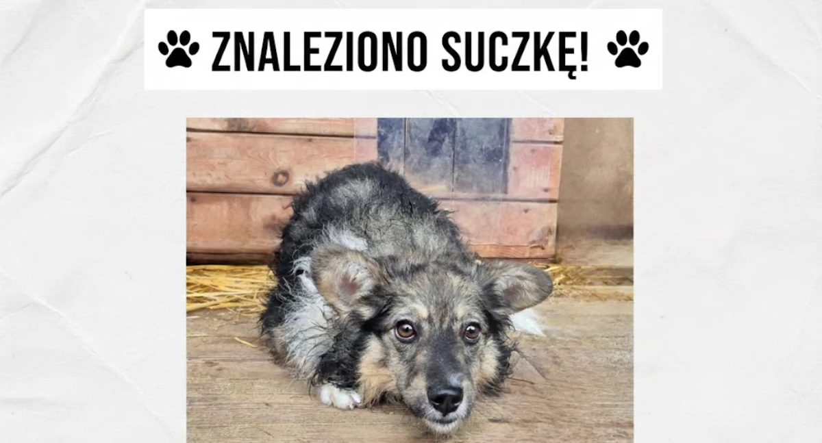 Zwierzaki, PILNE Znaleziono suczkę Ponikwi! Prosimy pomoc! - zdjęcie, fotografia