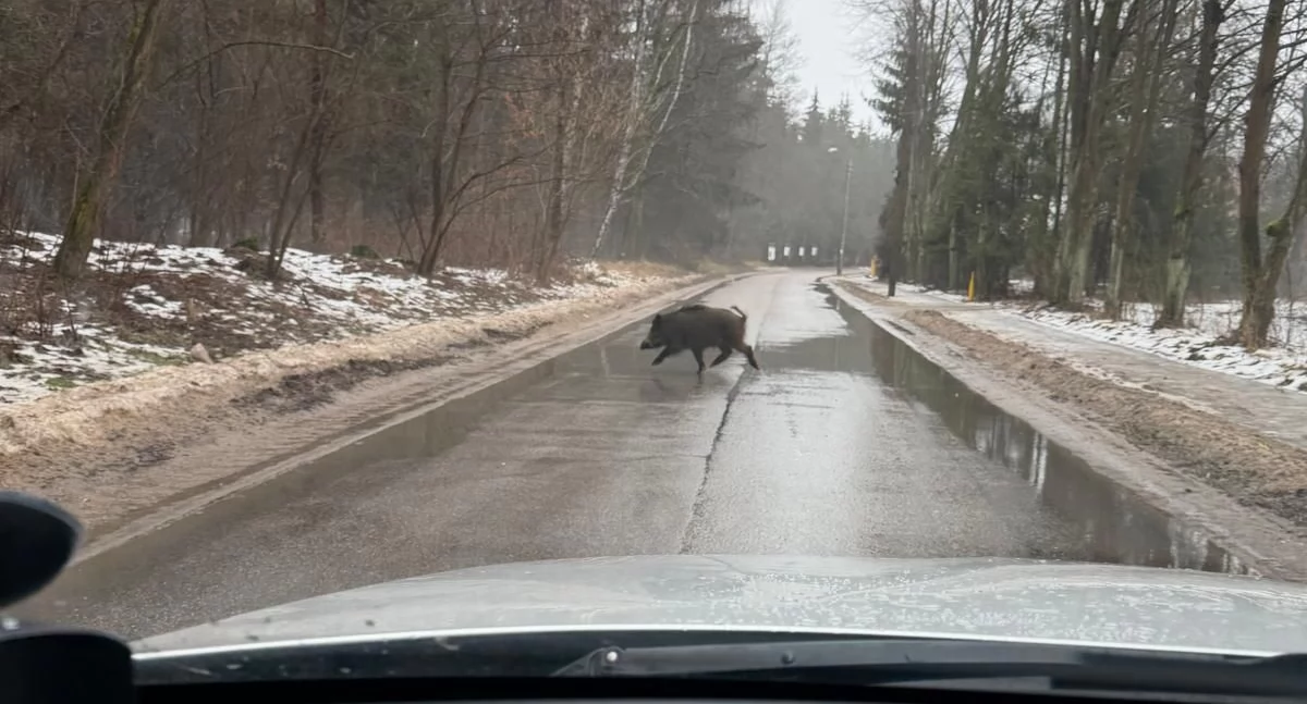 Przyroda, Droga przez uwaga niskie słońce dziką zwierzynę - zdjęcie, fotografia