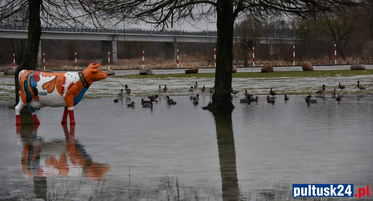 Społeczeństwo, Kaczki testują aquapark przystani - zdjęcie, fotografia