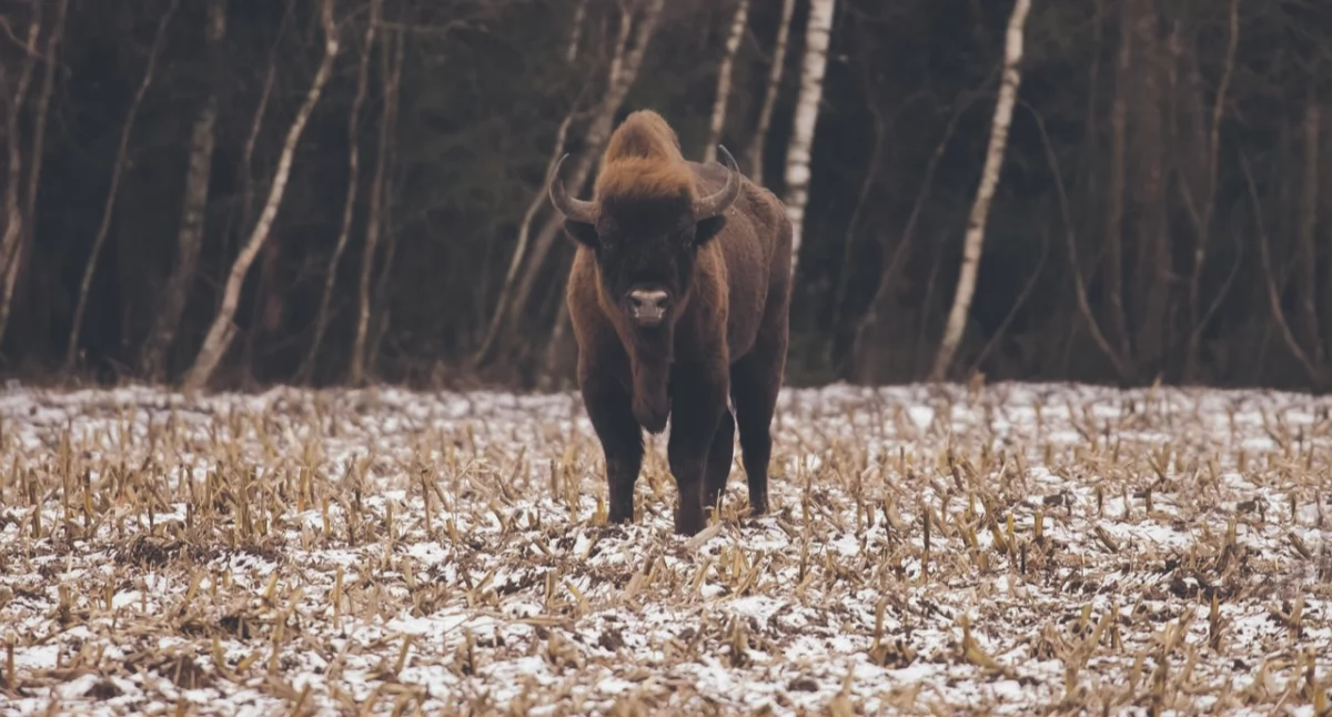 Przyroda, lesie piszczy zaskakuje sprawnością pomimo dużej - zdjęcie, fotografia