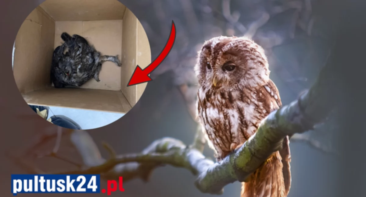 fot. pixabay, OSP Obryte