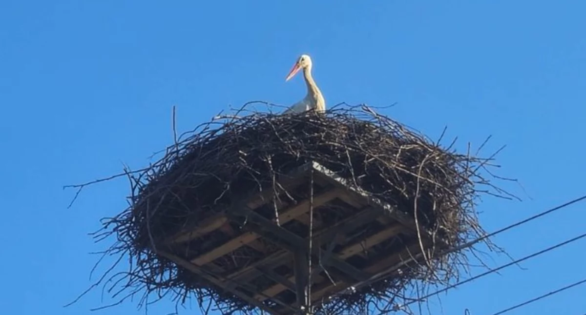 Przyroda, jest! Pierwszy bocian Popławach - zdjęcie, fotografia