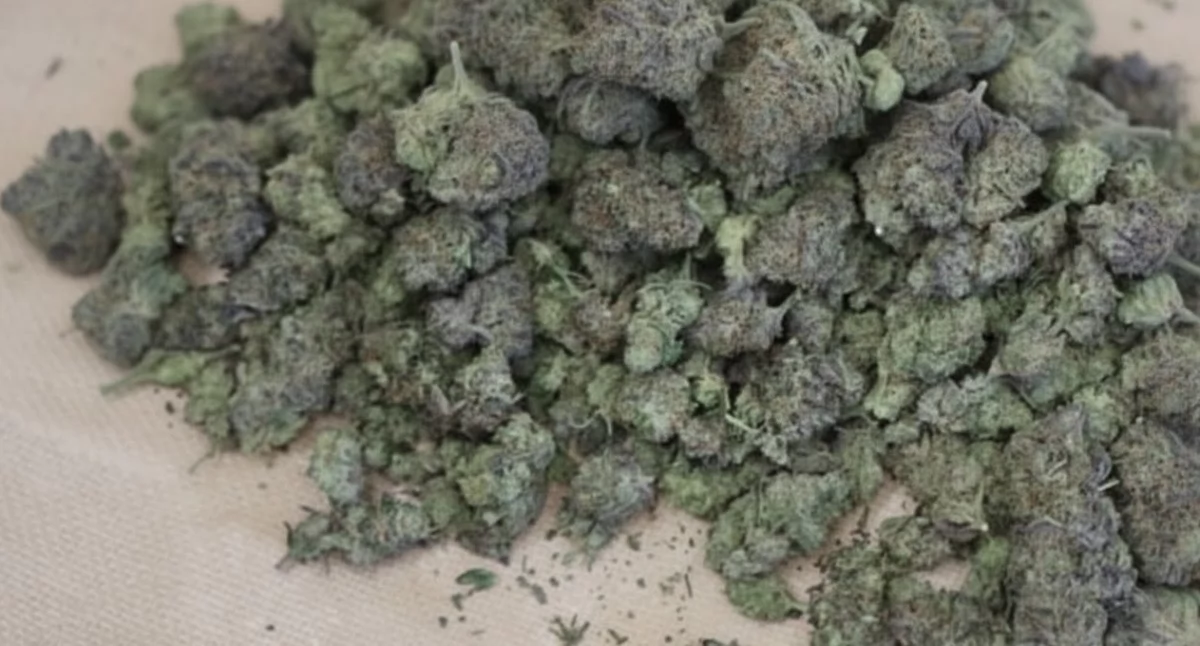 Policja, Ciechanów Kontrola drogowa zakończona rewizją miejscach zamieszkania zarzutami narkotykowymi - zdjęcie, fotografia