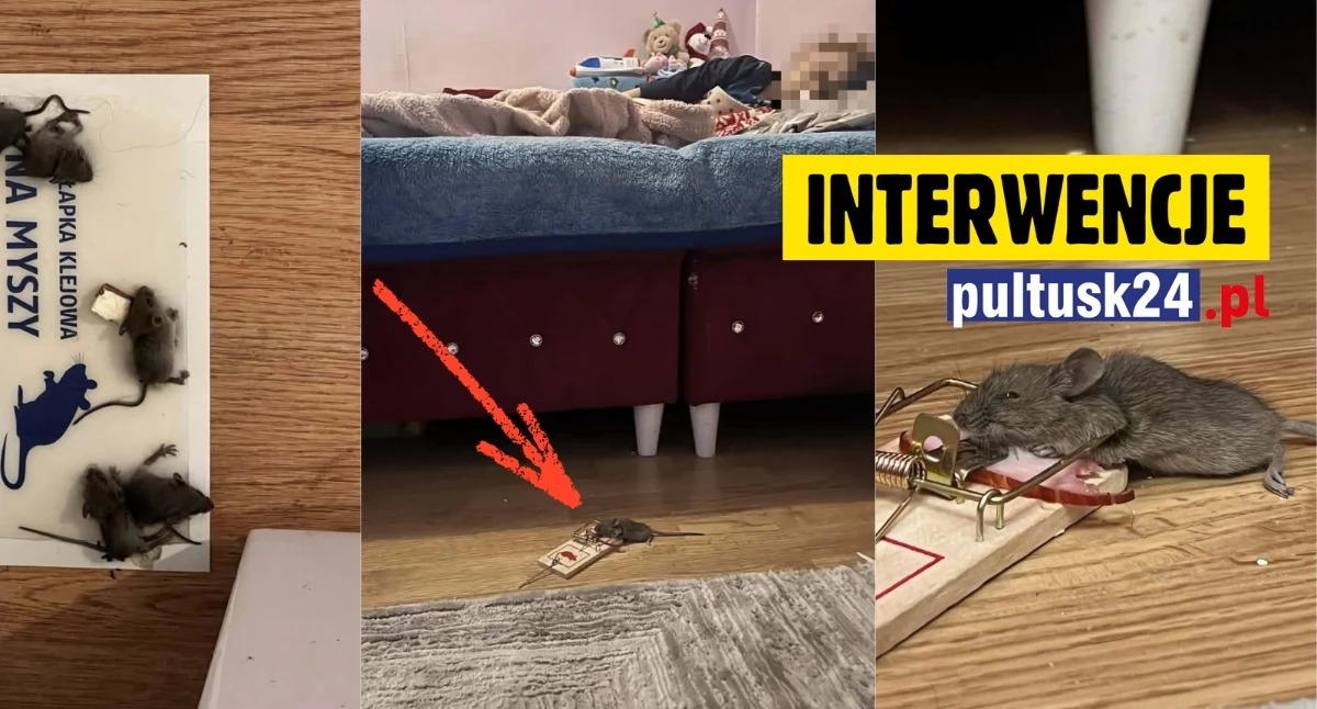 Interwencje, martwych myszy wyrzucam codziennie! woła pomoc letniego dziecka Trzeba lepiej sprzątać! twierdzi urzędniczka! - zdjęcie, fotografia