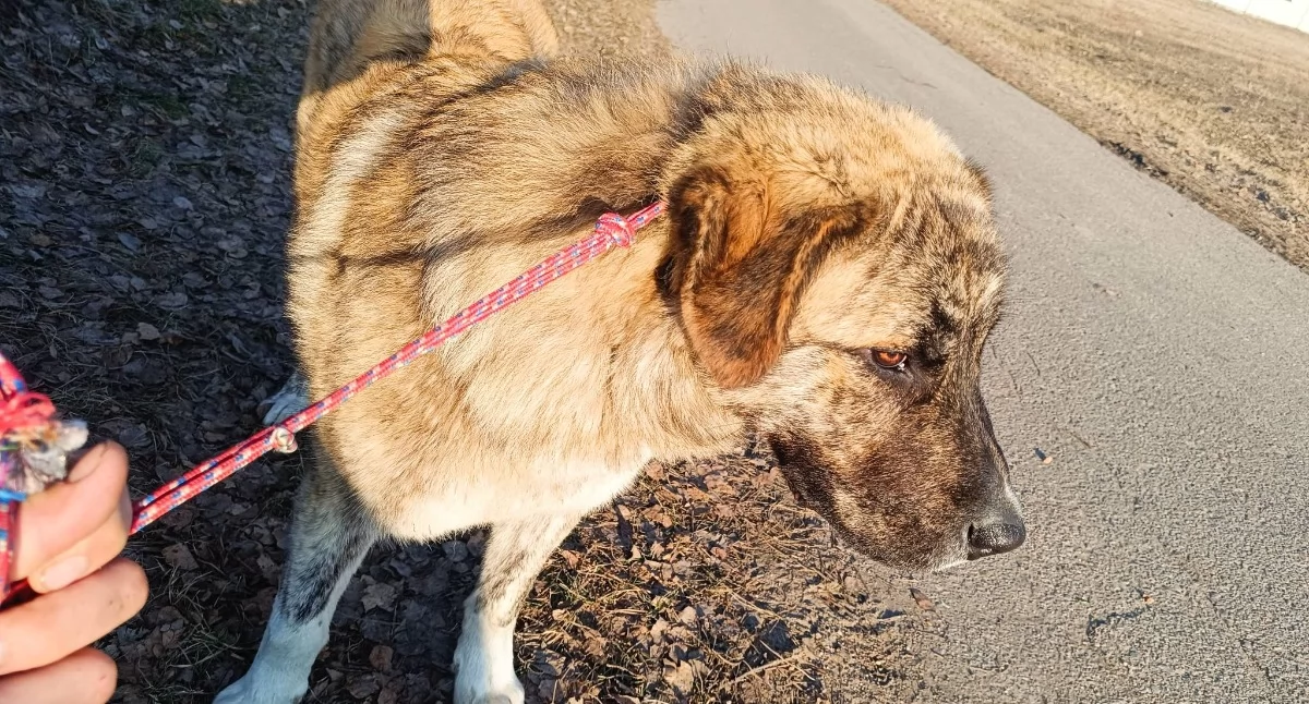 Zwierzaki, ktoś niego wróci - zdjęcie, fotografia