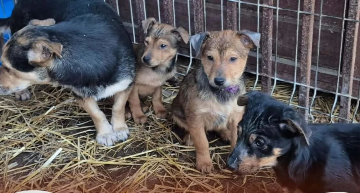 Zwierzaki, rodzina Pułtuska pilnie szuka domu! - zdjęcie, fotografia