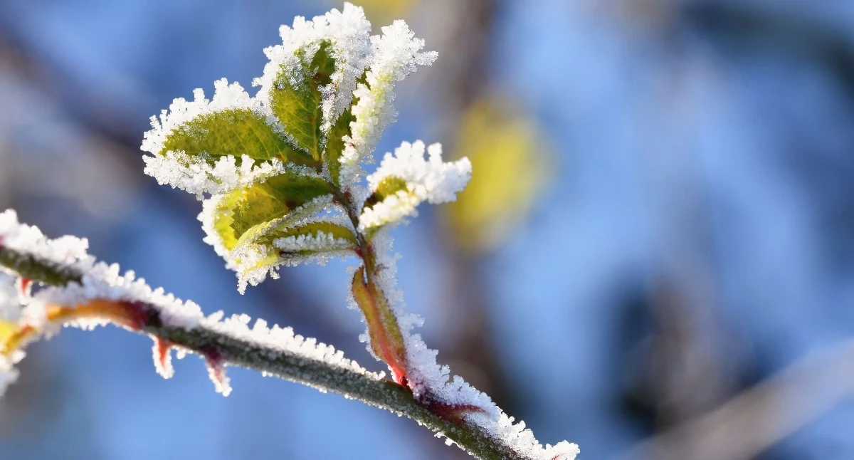 Pogoda, Uwaga przymrozki! wydaje ostrzeżenie powiatu pułtuskiego - zdjęcie, fotografia