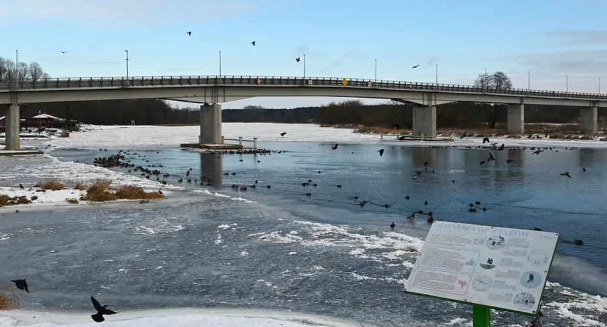 Artykuł zewnętrzny, Mróz ptaki mądrze pomagać zimą - zdjęcie, fotografia